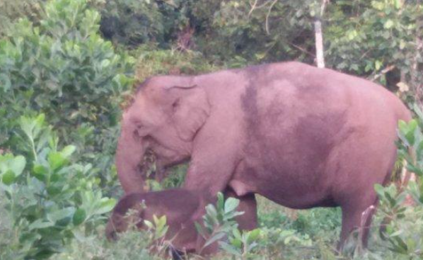 Tim Gabungan Cari Seekor Gajah Liar Jantan di Kampung Negeri Antara Aceh